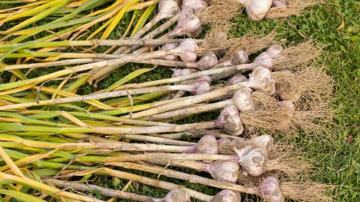 Têtes d&rsquo;ail fraîchement récoltées séchant à l&rsquo;air libre avant stockage