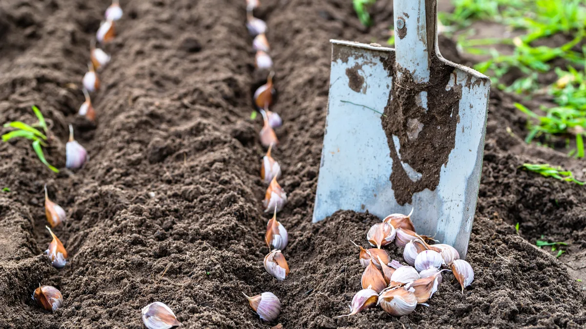 Potager : planter l'ail en octobre, le mois qui promet les plus belles têtes en juin