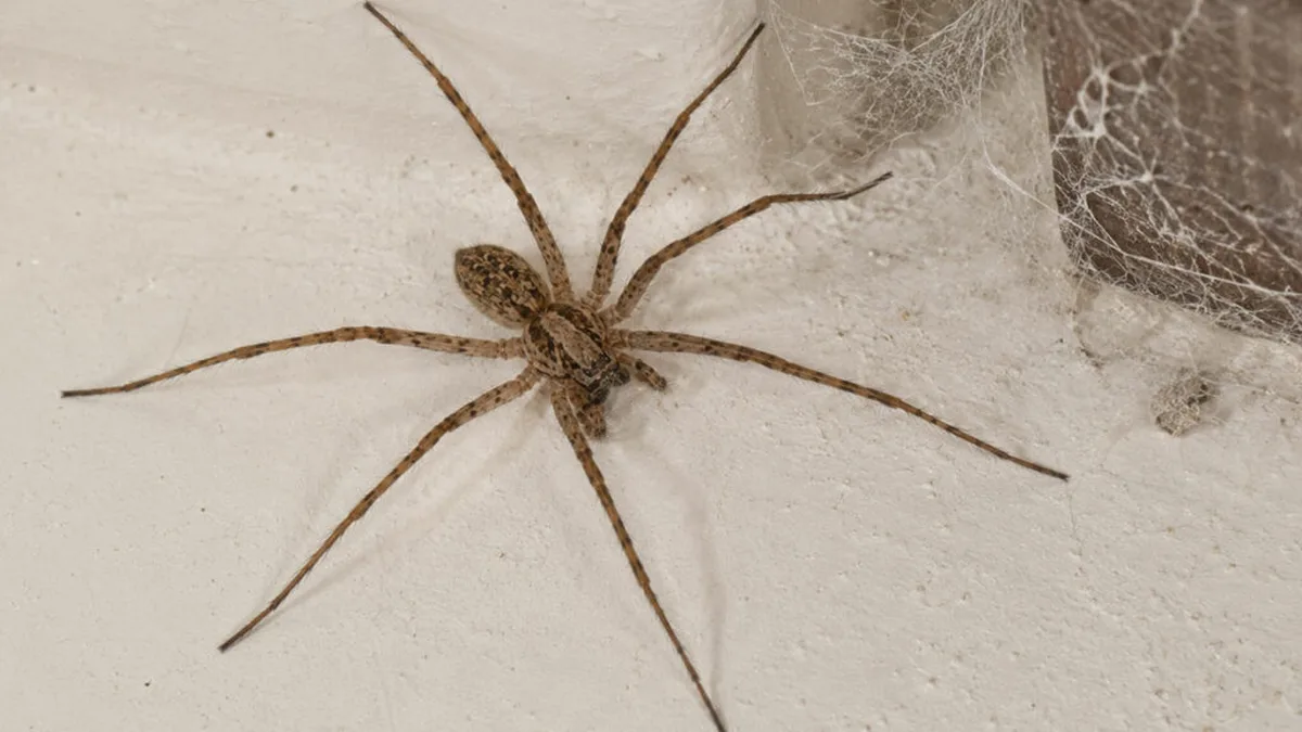 Tégénaire dans sa toile, au coin d&rsquo;un mur