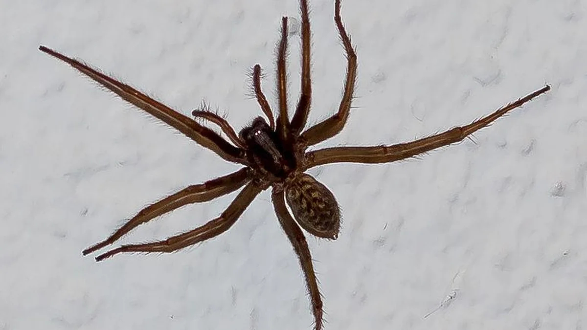 Tégénaire sur un mur blanc