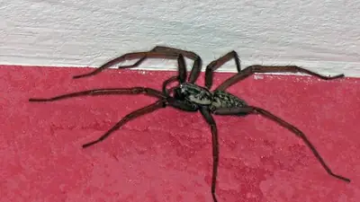 Araignées à la maison : pourquoi octobre les rend visibles, et 5 gestes pour les éloigner