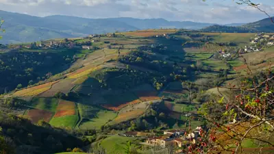 Beaujolais nouveau 2026 : le 19 novembre, et un tiers de raisins en moins