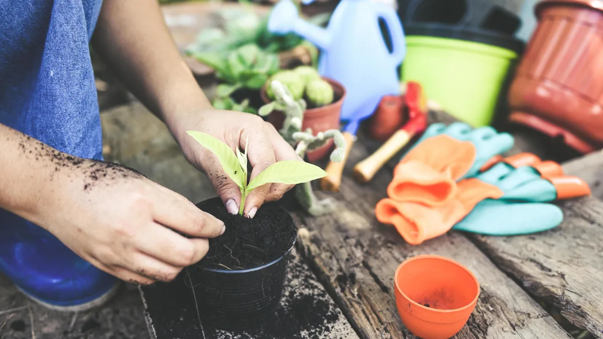 Jardin : 7 plantes à bouturer en automne pour des plants gratuits au printemps