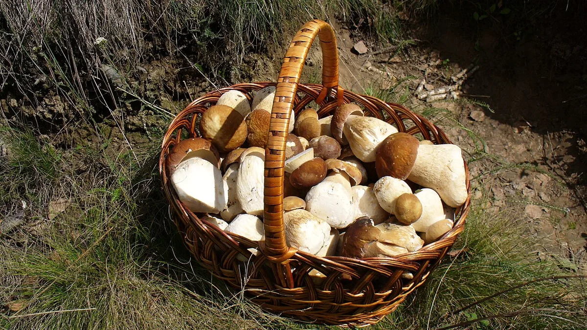 Panier de cèpes après une sortie en forêt : le tri se fait le soir même, espèce par espèce