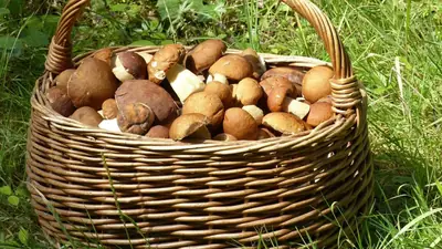 Cèpes : octobre 2026 s'annonce exceptionnel, mais 1 200 Français s'intoxiquent chaque année