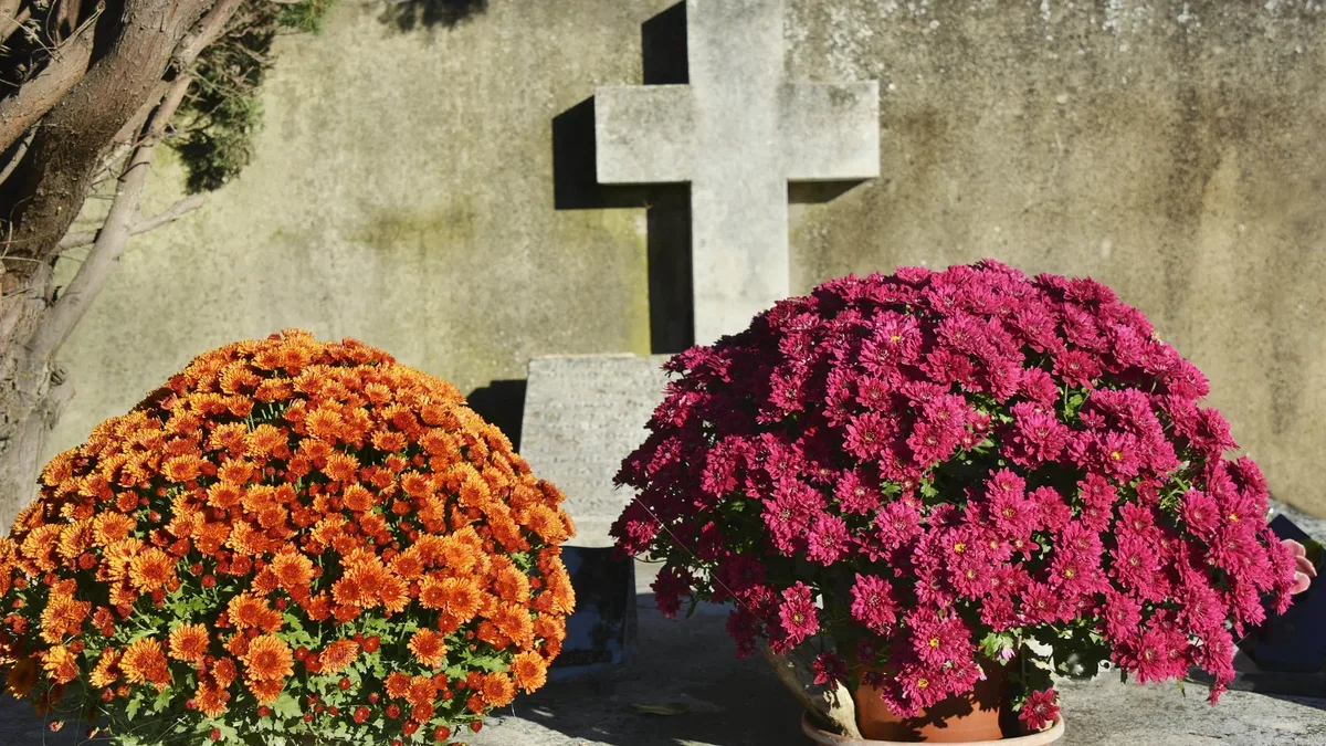 Potées de chrysanthèmes orange et pourpres sur une tombe au cimetière
