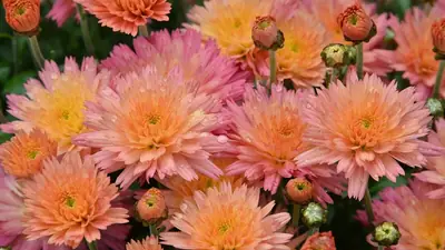 Toussaint : 25 millions de pots de chrysanthèmes, l'histoire méconnue de la fleur d'or