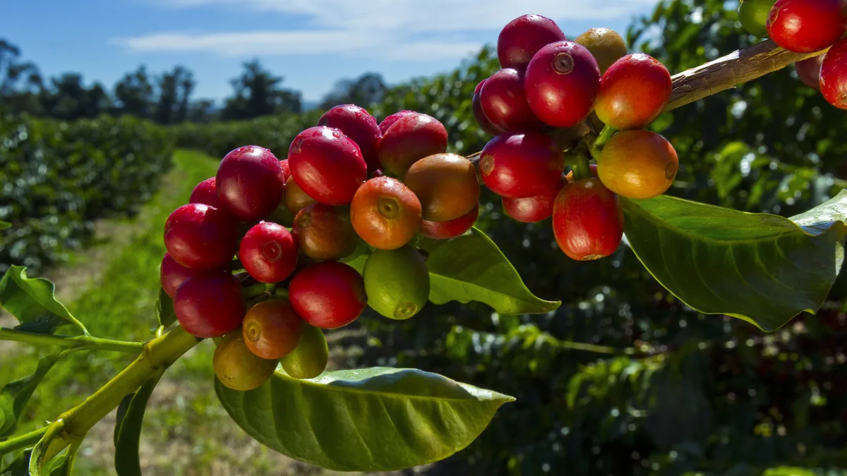 Grappes de cerises de café mûres sur un plantier