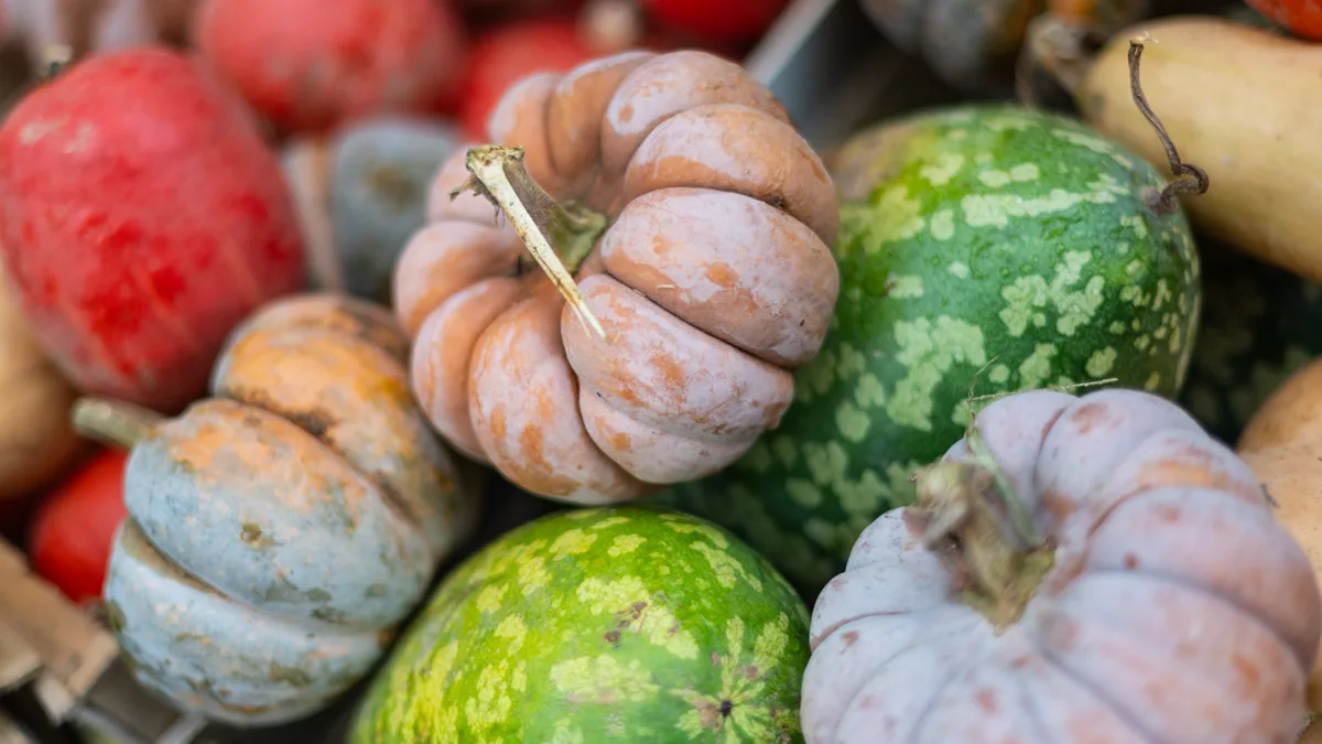 Étal de marché garni de courges et de potirons de toutes les couleurs