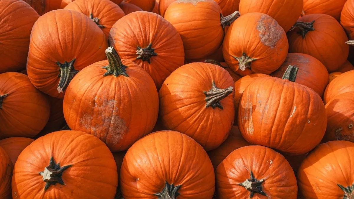 Tas de potirons orange bien mûrs, prêts à être stockés pour l&rsquo;hiver