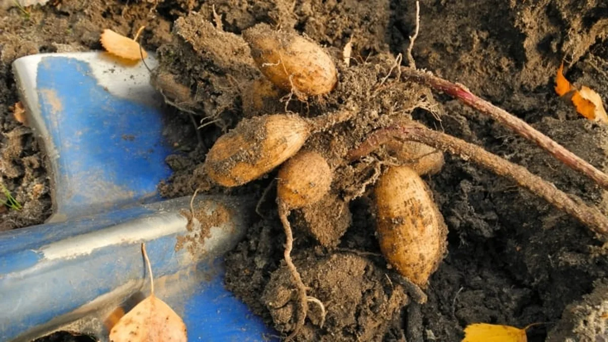 Tubercules de dahlias fraîchement arrachés, posés sur une bêche