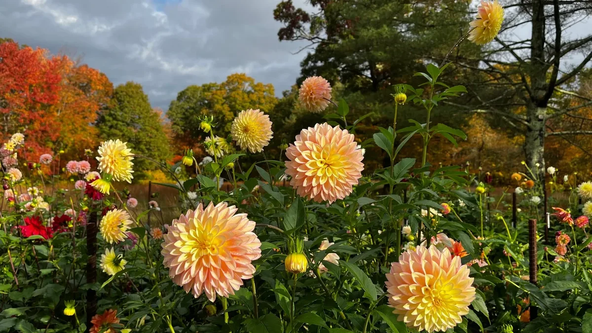 Dahlias : arracher les tubercules avant le gel, ou les perdre en une nuit