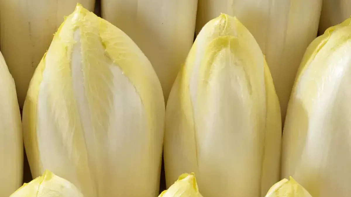 Endives fraîches, blanches et serrées
