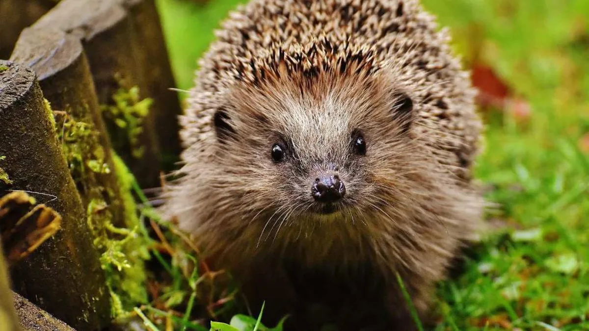 Un hérisson près d&rsquo;une clôture en bois, dans un jardin