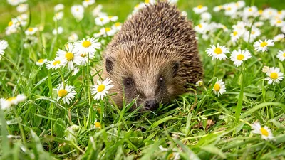 Hérisson : 1,5 kg en octobre, 600 g en avril — les 5 gestes qui le sauvent avant l'hibernation