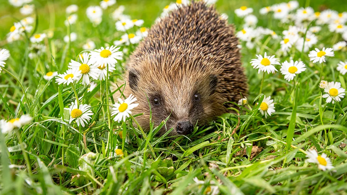 Hérisson : 1,5 kg en octobre, 600 g en avril — les 5 gestes qui le sauvent avant l'hibernation