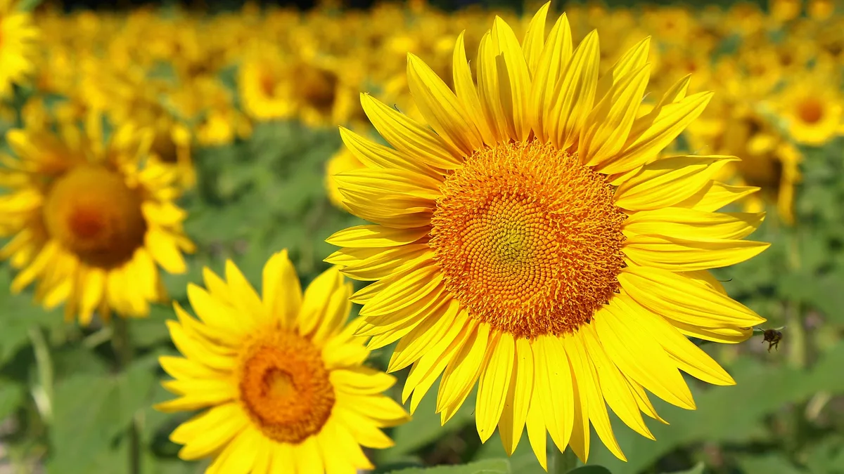 Champ de tournesols en Camargue : 95 % des graines oléagineuses écrasées en France sont traitées à l&rsquo;hexane