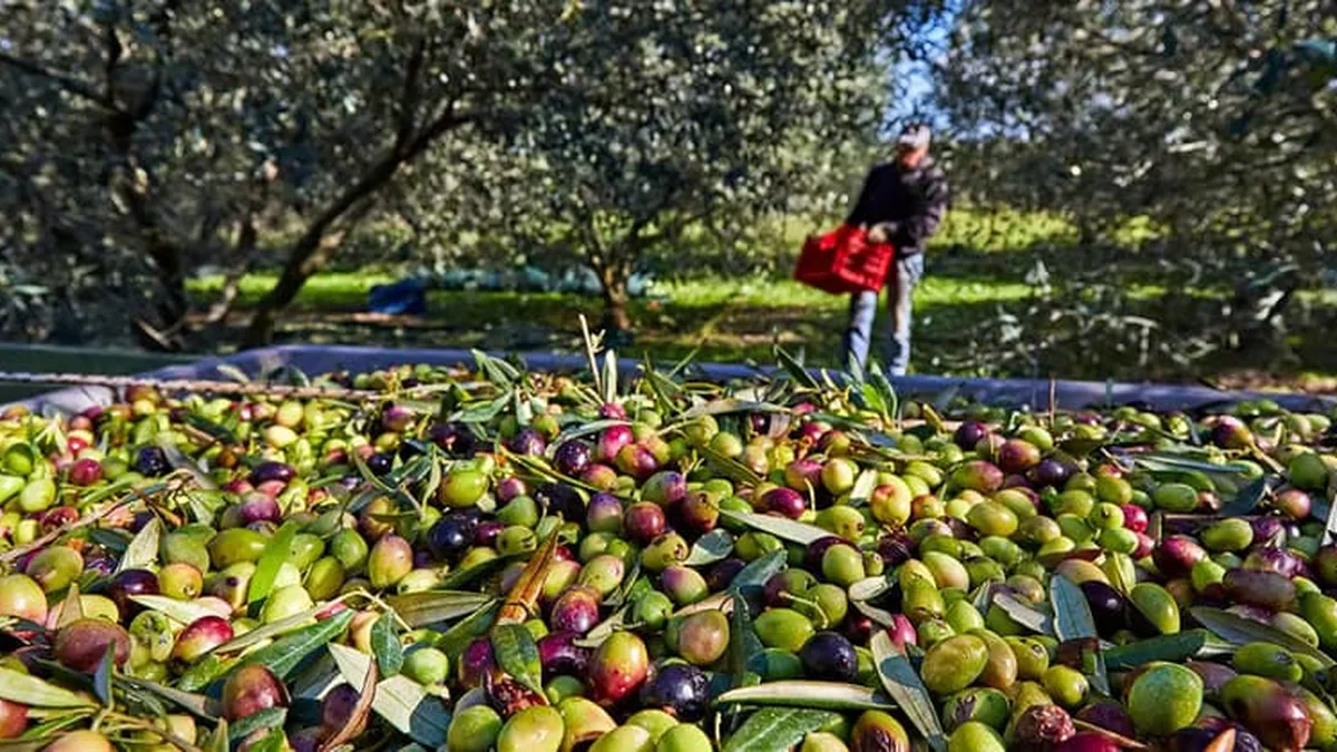 Des olives fraîchement récoltées, vertes et noires, dans une caisse sous les oliviers