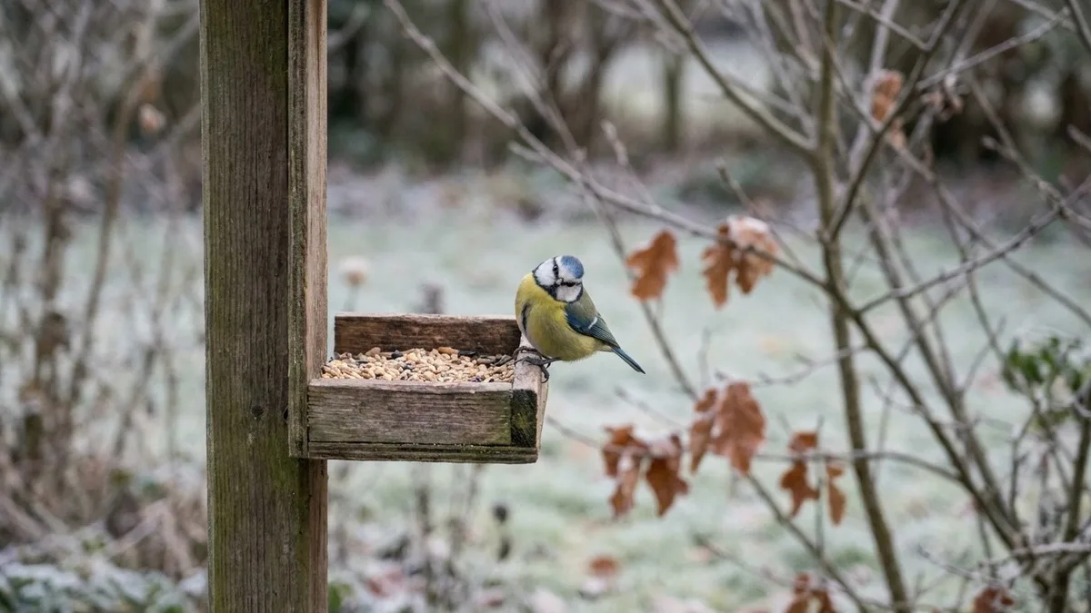 Une mésange bleue sur une mangeoire en bois par une matinée de gel