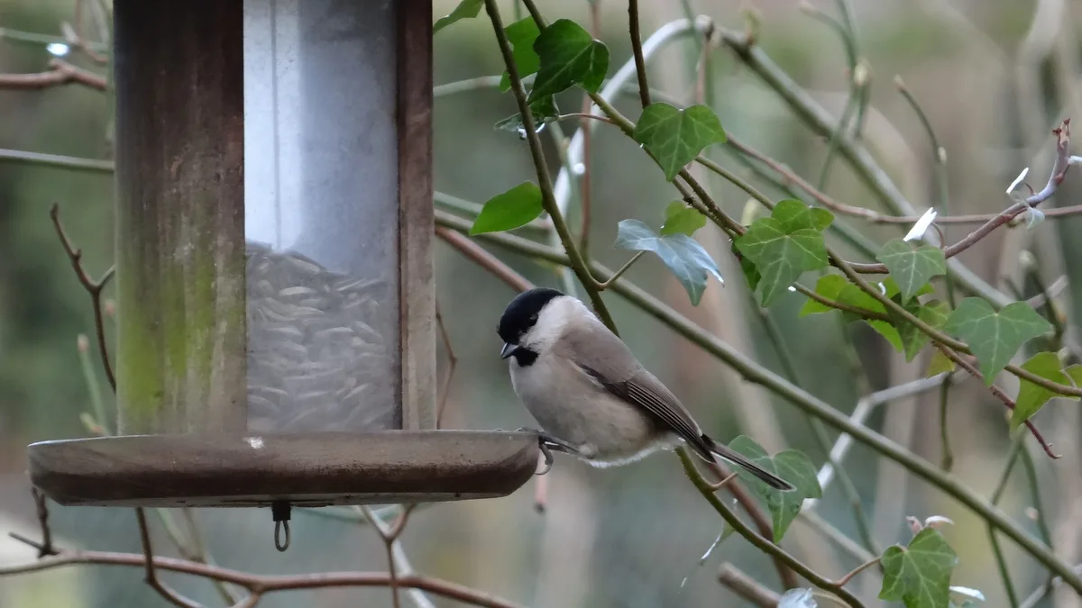 Une mésange nonette posée sur un distributeur à graines dans un jardin