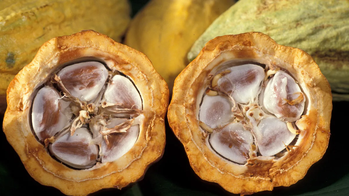 Cabosses de cacao ouvertes montrant les fèves fraîches
