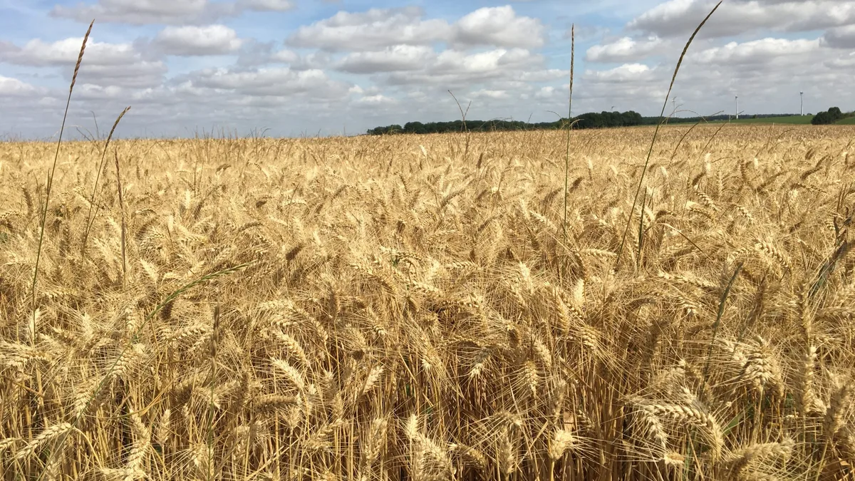 Un champ de blé en Normandie : l&rsquo;agriculture française est au cœur du débat sur les pesticides