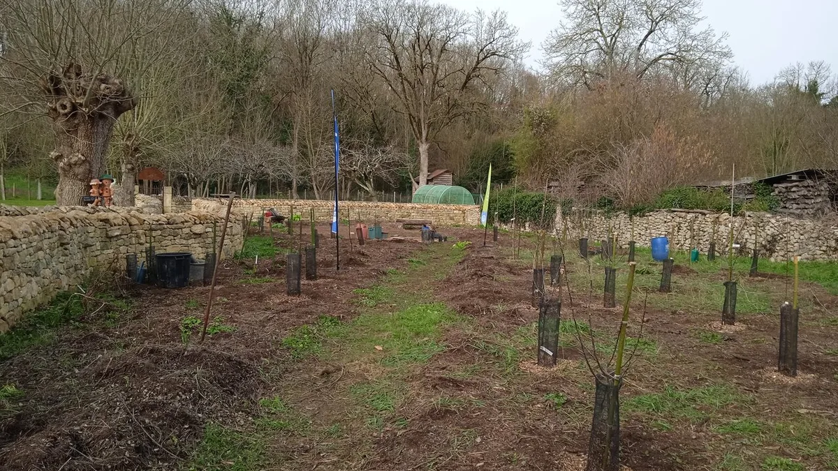 Jeunes arbres fraîchement plantés et tuteurés dans un jardin