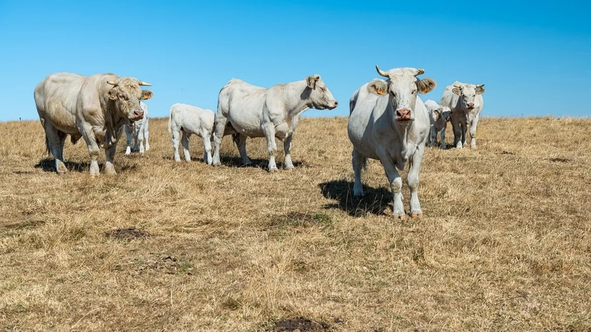 Des vaches charolaises dans une prairie jaunie par la sécheresse