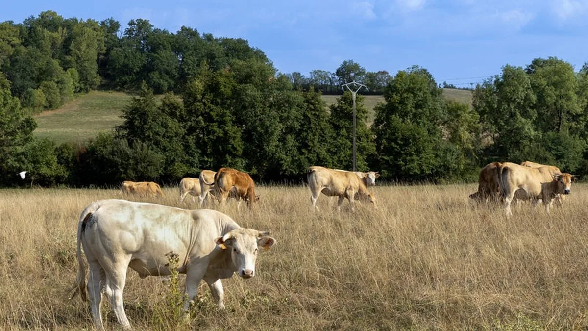 Sécheresse : des prêts à taux zéro pour les agriculteurs, ce qu'a annoncé Genevard ce jeudi