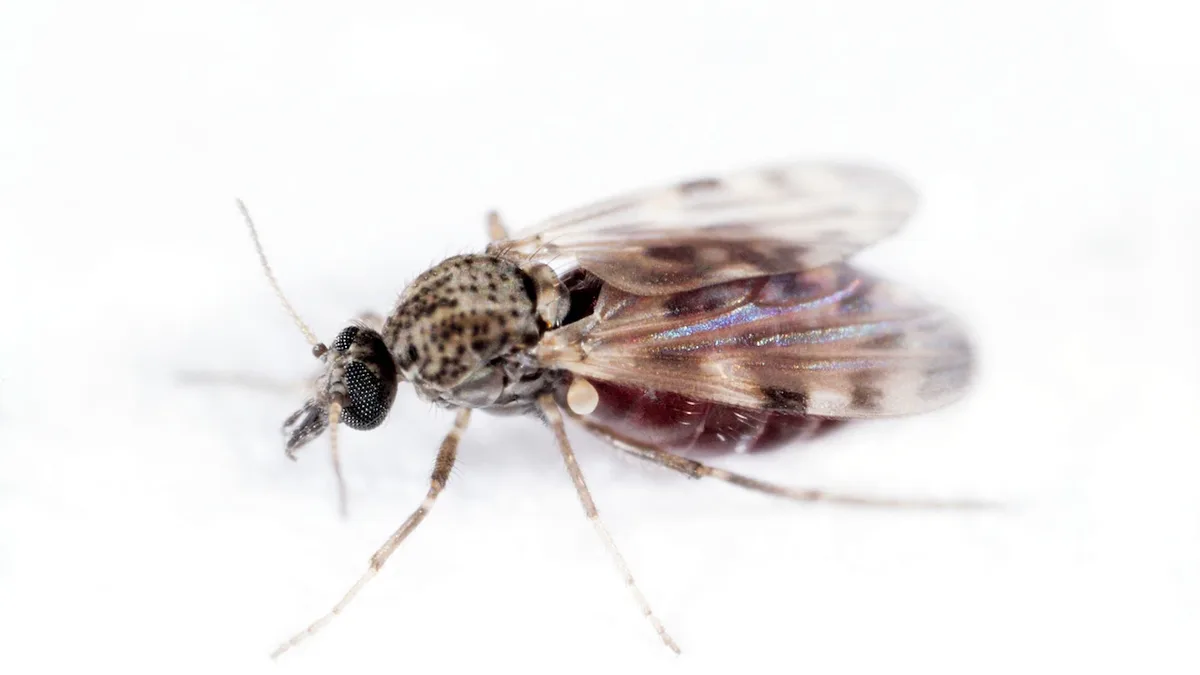 Un moucheron du genre Culicoïdes au microscope : c&rsquo;est par la piqûre de cet insecte que le virus Shamonda se transmet aux animaux