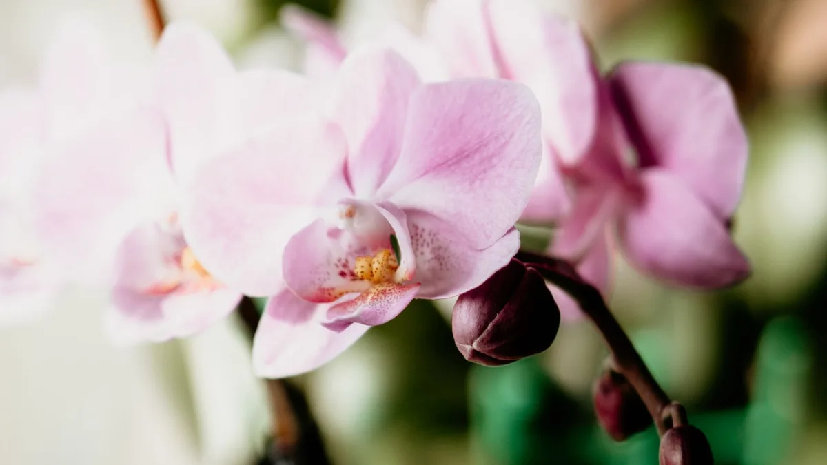 Une orchidée Phalaenopsis en pleine floraison, avec ses tiges garnies de fleurs roses et blanches