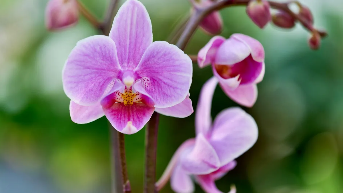 Gros plan sur des fleurs d&rsquo;orchidée rose, fragiles et lumineuses, qui s&rsquo;ouvrent une à une
