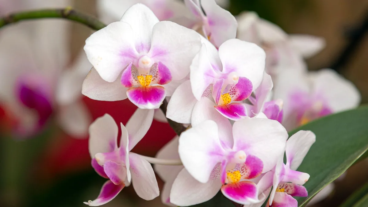 Orchidée fanée : 5 gestes pour la faire refleurir avant Noël