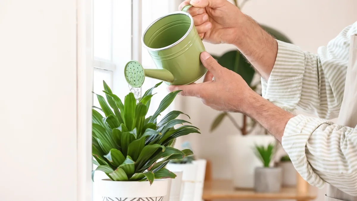 Une personne arrose une plante d&rsquo;intérieur avec un petit arrosoir vert, près d&rsquo;une fenêtre lumineuse