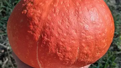 Potimarron : l'erreur que tout le monde commet en cuisine (et les 5 gestes qui changent tout)