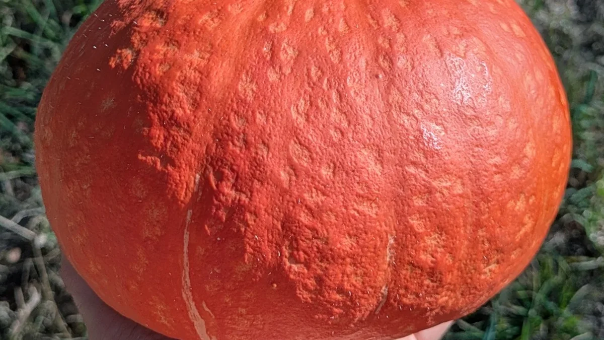 Potimarron : l'erreur que tout le monde commet en cuisine (et les 5 gestes qui changent tout)