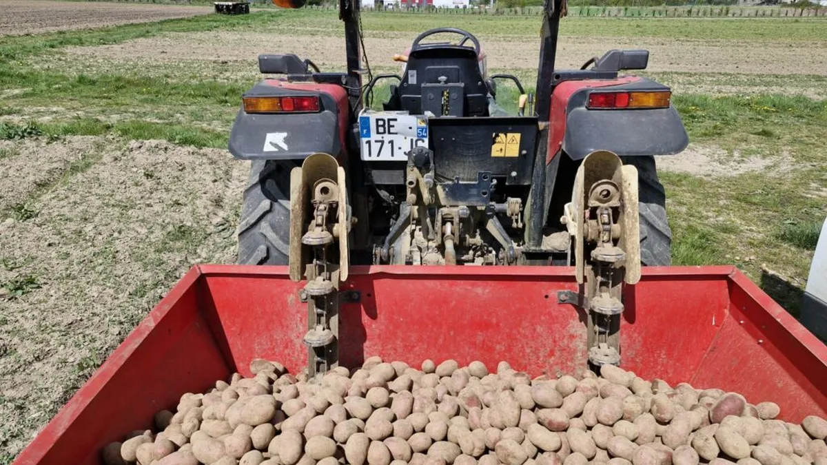 Récolte de pommes de terre versée dans une remorque derrière un tracteur