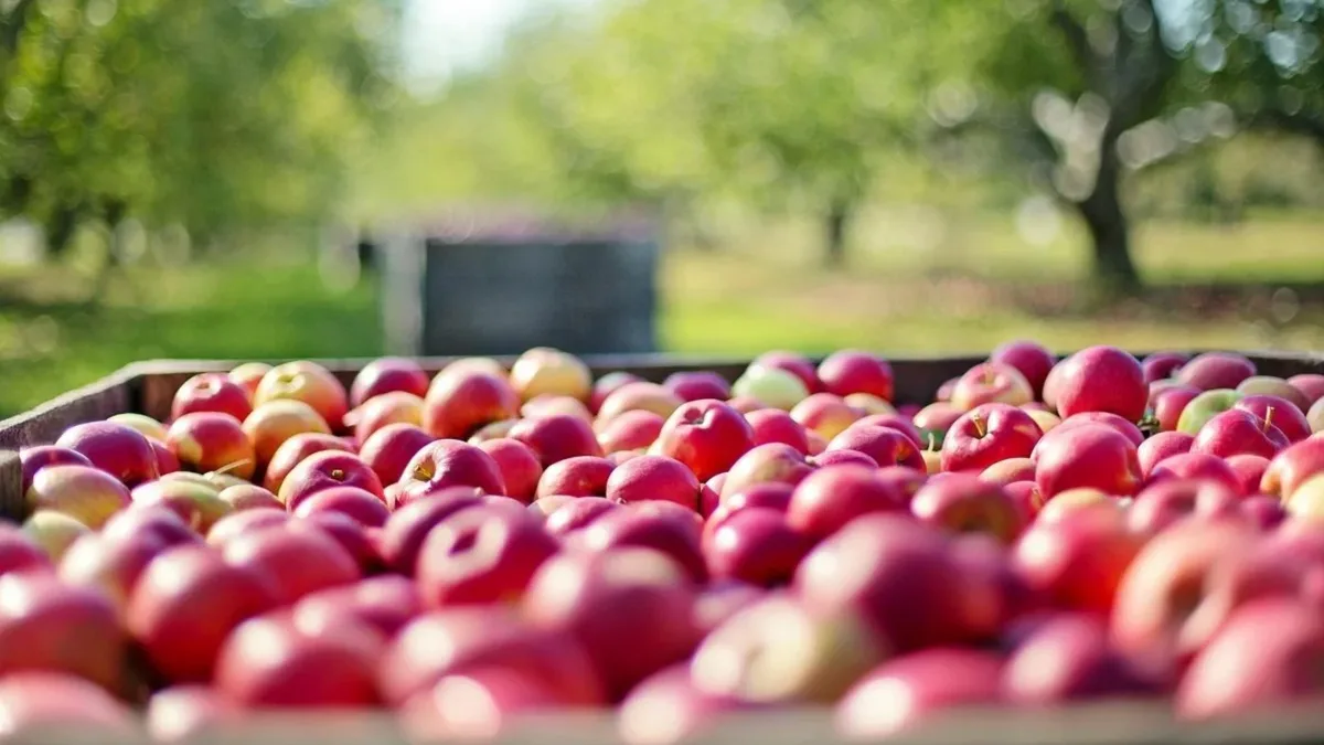 Caisse de pommes rouges fraîchement cueillies dans un verger