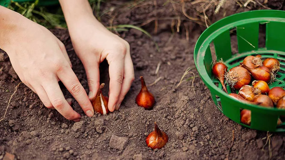 Jardin : que planter en octobre ? 7 cultures à mettre en terre avant les gelées