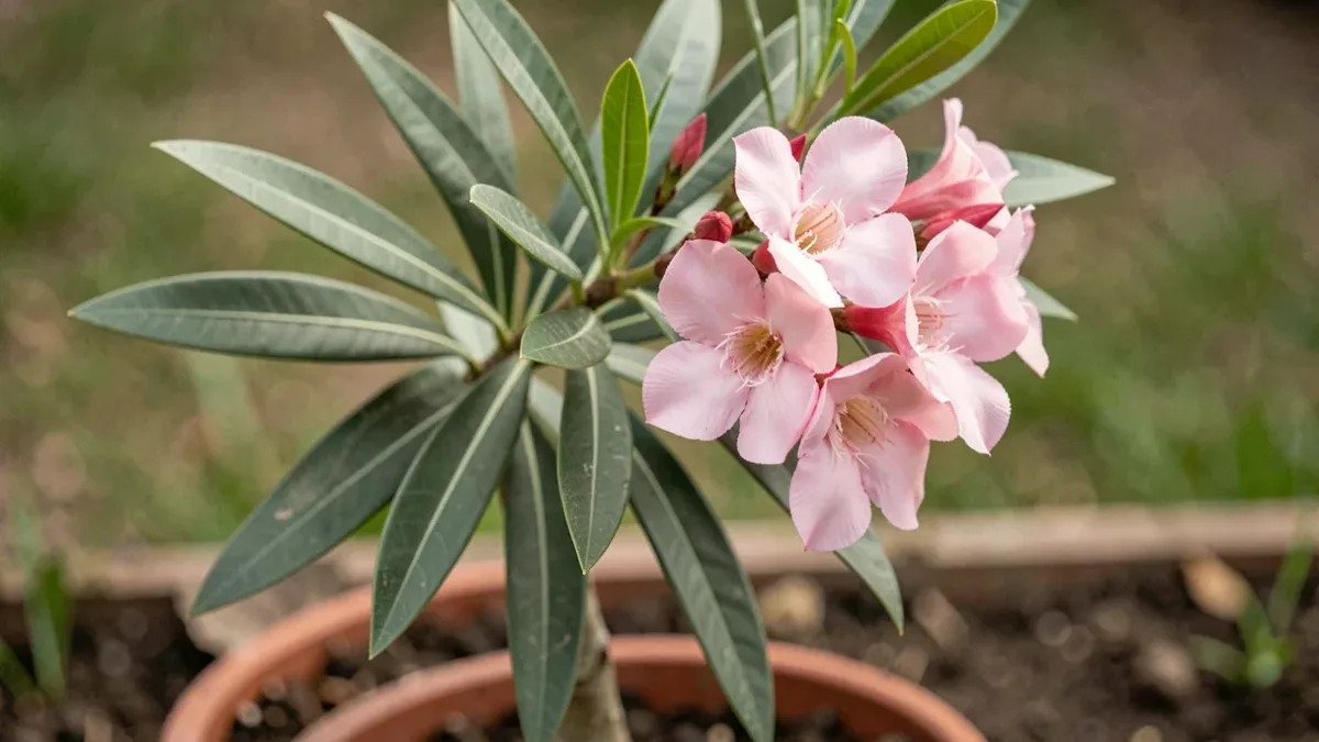 Laurier-rose en pot avec des fleurs roses, prêt à être rentré avant l&rsquo;hiver