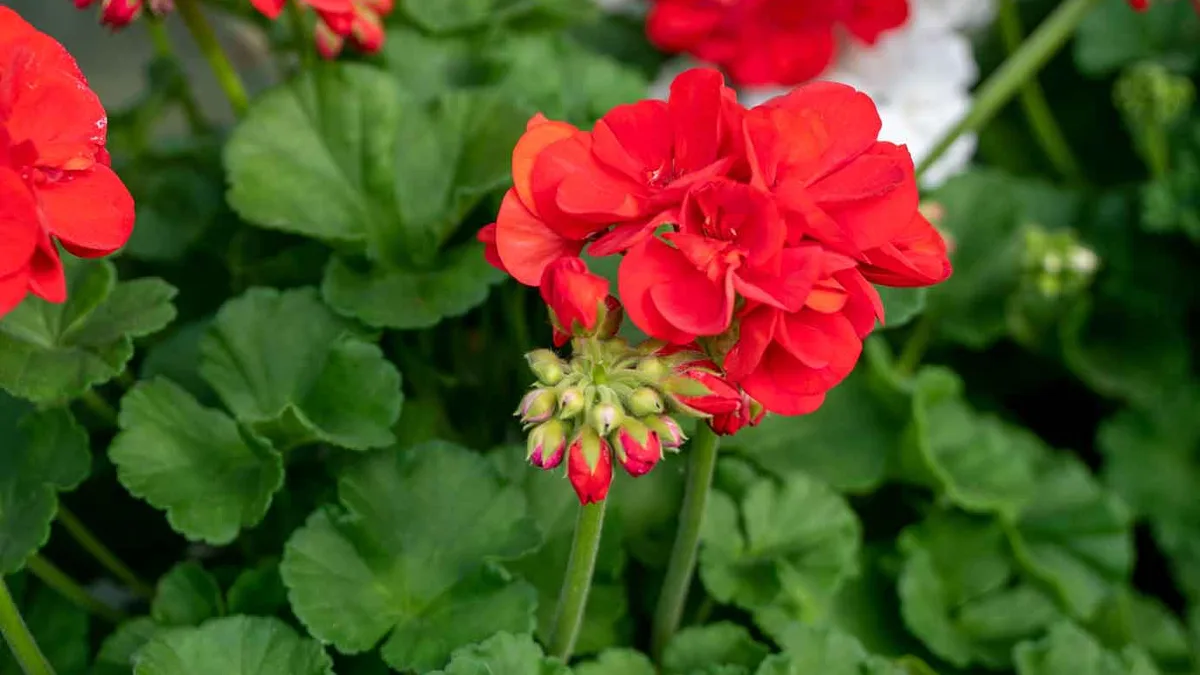 Rentrer les plantes en pot avant les gelées : le signal des 5 °C la nuit