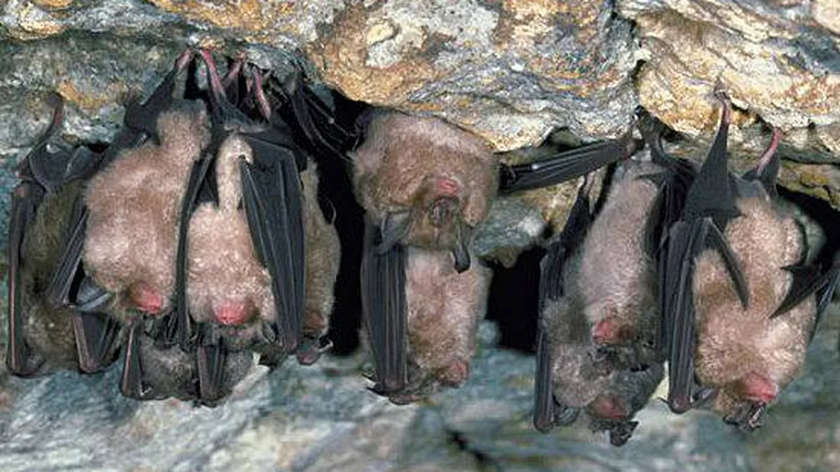 Une colonie de chauves-souris suspendue à la voûte d&rsquo;une grotte ariégeoise