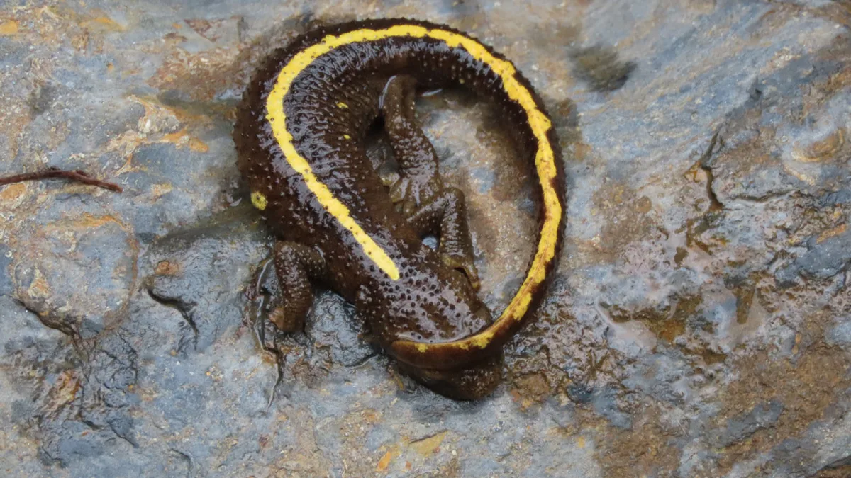 Un calotriton des Pyrénées, amphibien endémique des grottes ariégeoises