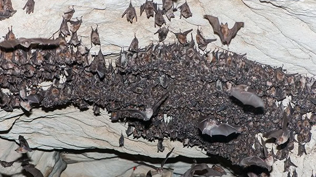 Ariège : la France s'apprête à classer sa première grande réserve naturelle souterraine