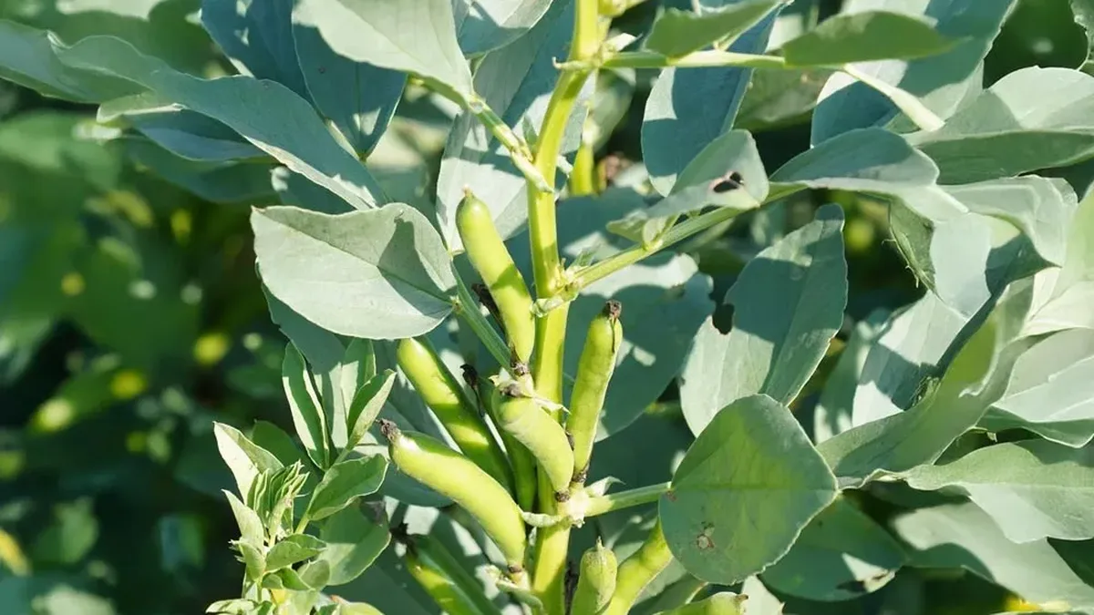 Jeunes plants de fèves avec leurs premières gousses vertes au potager