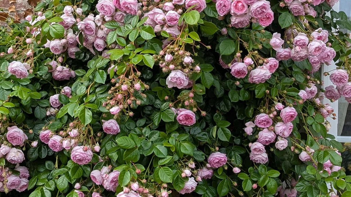 Rosier grimpant couvert de roses