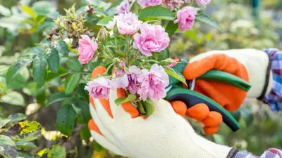 Rosiers : la taille d'octobre qui décide de vos roses de juin