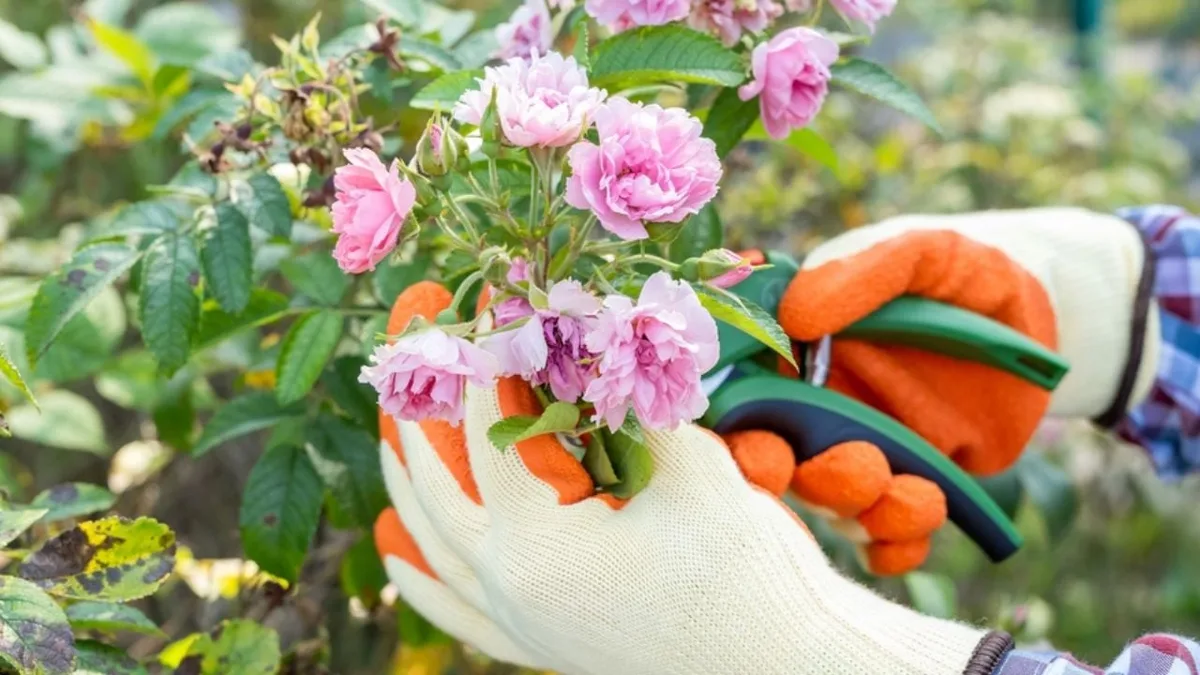 Rosiers : la taille d'octobre qui décide de vos roses de juin