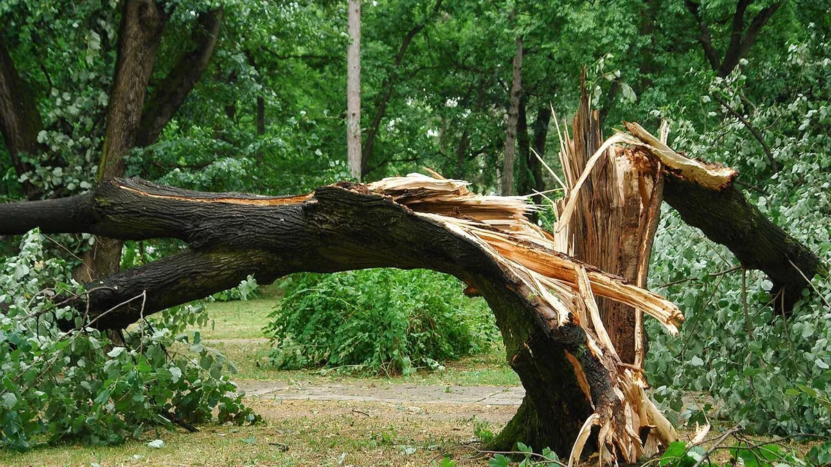 Un arbre fendu en deux par un vent violent dans un jardin