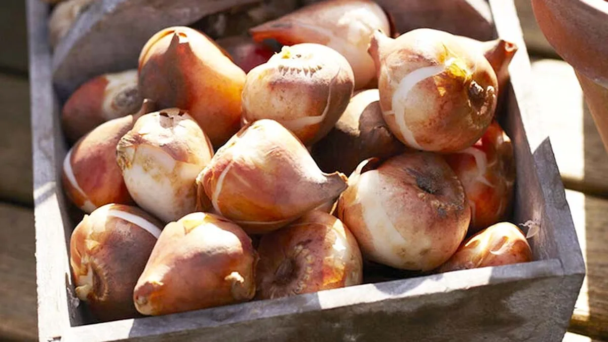 Bulbes de tulipes en gros plan dans un panier